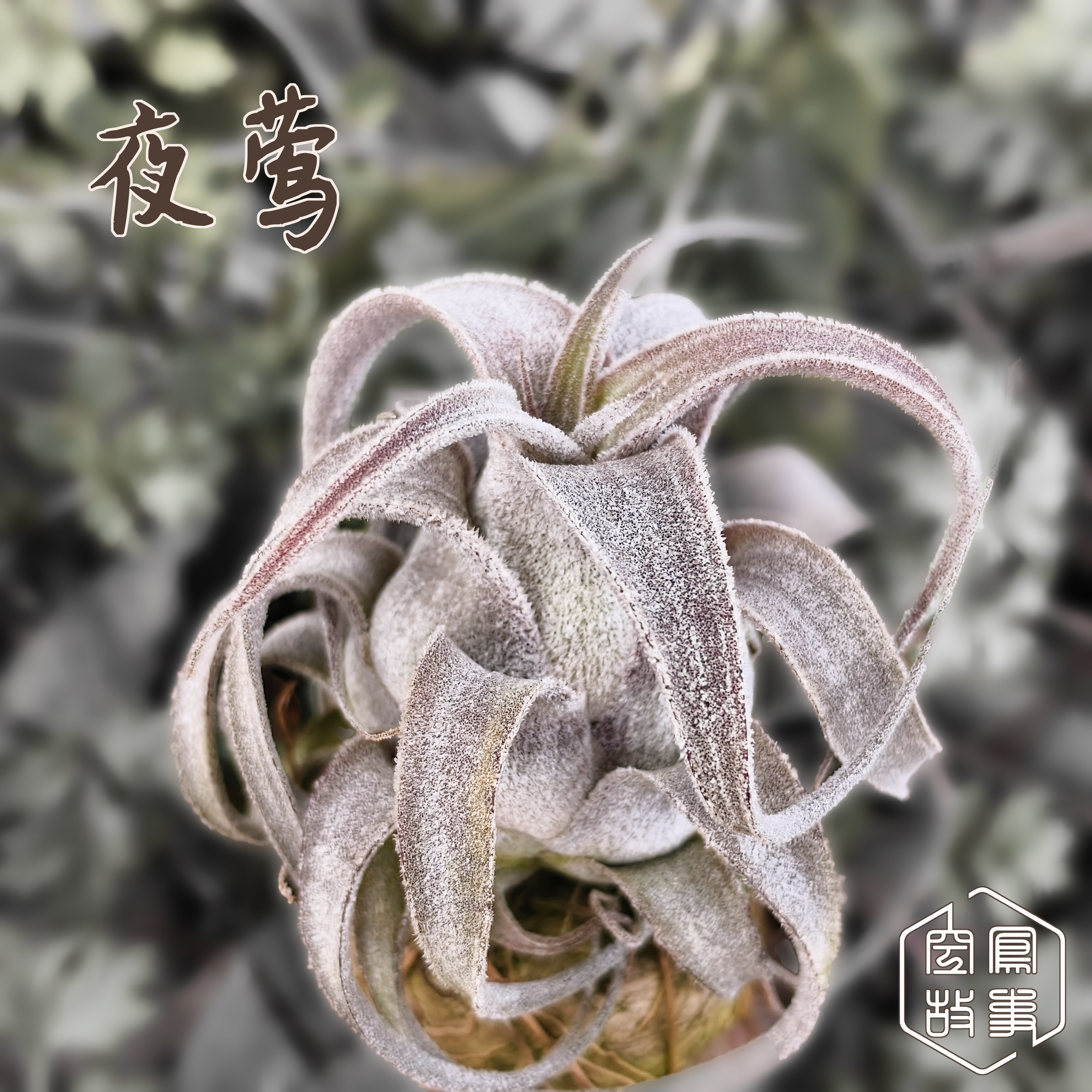 夜莺｜BC X  犀牛角空凤故事自杂品种 室内绿植空气凤梨,淘宝优惠券,粉丝福利购,淘宝优惠卷