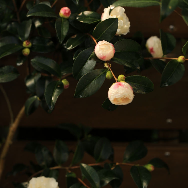 茶梅朝仓 带香味 原生扦插苗 盆栽苗 早期花 花期长 茶梅 - 图0