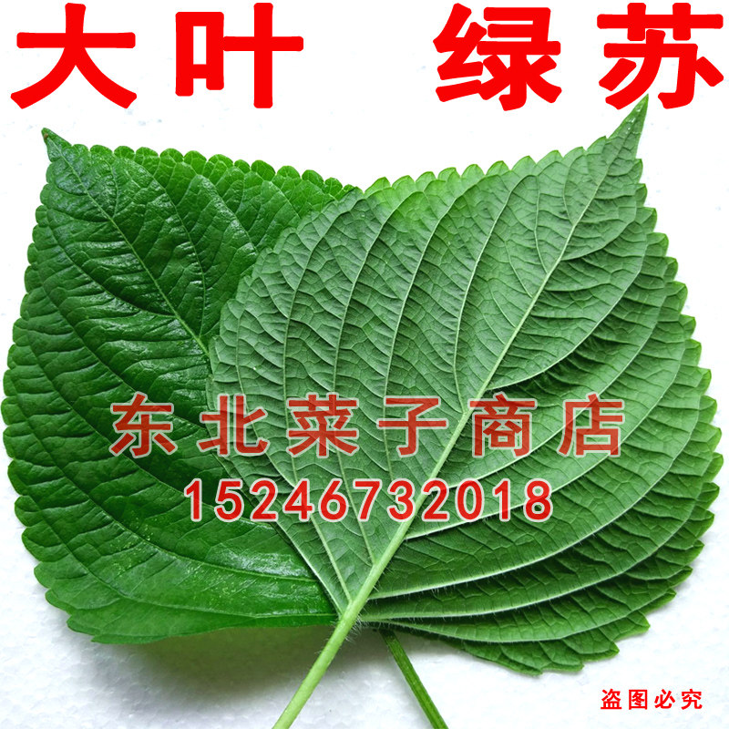 原价3 8券后价3 8 新东北苏子叶种子白苏绿叶可留种食叶食籽大叶双面绿苏种子 券多多