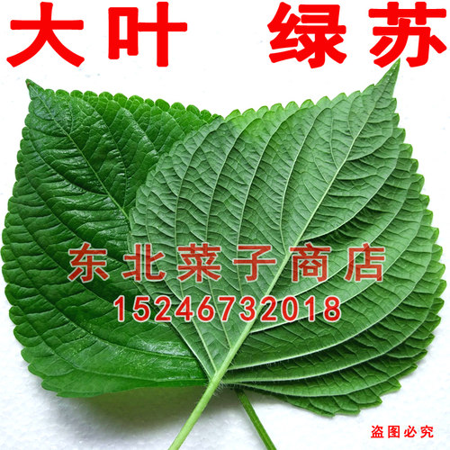 新东北苏子叶 白苏绿叶  食叶食籽 双面绿苏种子 - 图0