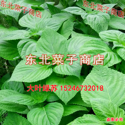 新东北苏子叶 白苏绿叶  食叶食籽 双面绿苏种子 - 图1