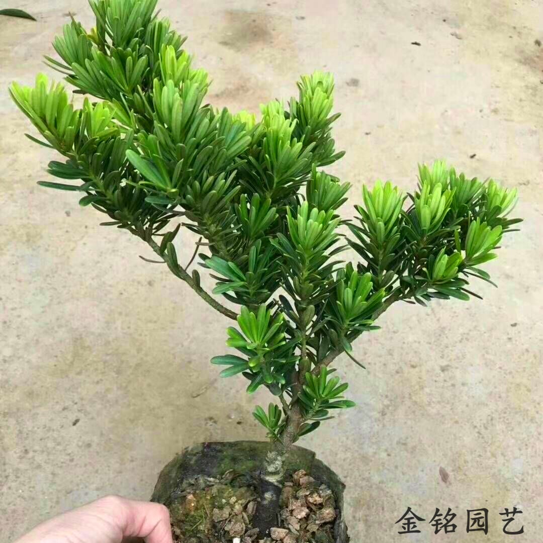 兰屿海岛罗汉松树苗菊花心台湾金钻罗汉松四季常青绿植名贵树种-图2