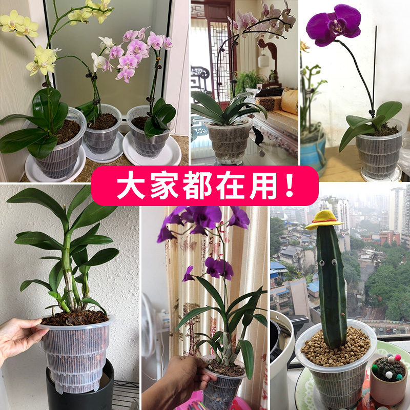 美莳蝴蝶兰专用花盆透明透气塑料硬植杯网大口径文心兰石斛控根盆 Meshpot旗舰店 淘优券