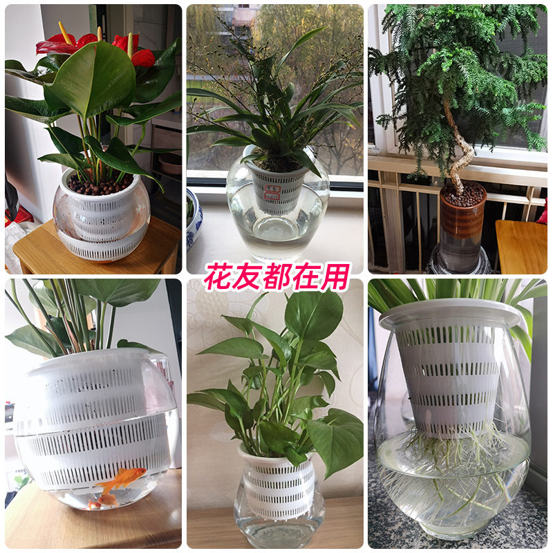 美莳水培花盆内篮塑料水养植物控根定植篮种植固定篮绿萝吊兰器皿 - 图0