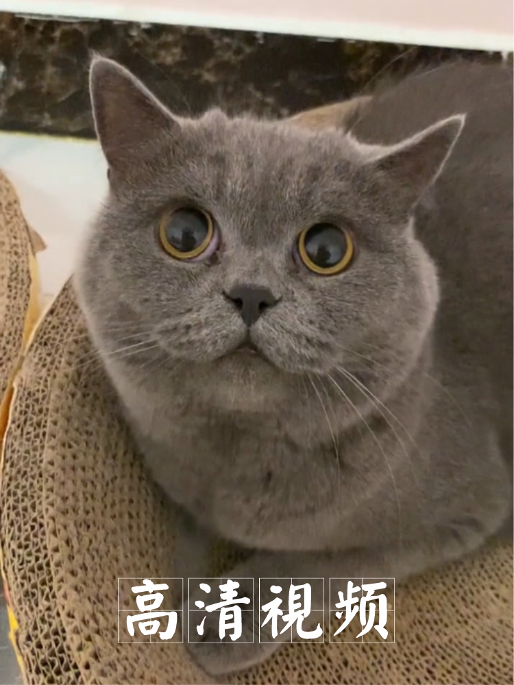 猫视频素材猫咪搞笑视频剪辑高清图片宠物自媒体可爱萌宠专辑素材 - 图0