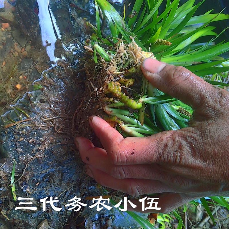 石菖蒲附石龙根菖蒲草水培盆景植物龟缸养鱼室内外微景观庭院绿植 - 图1