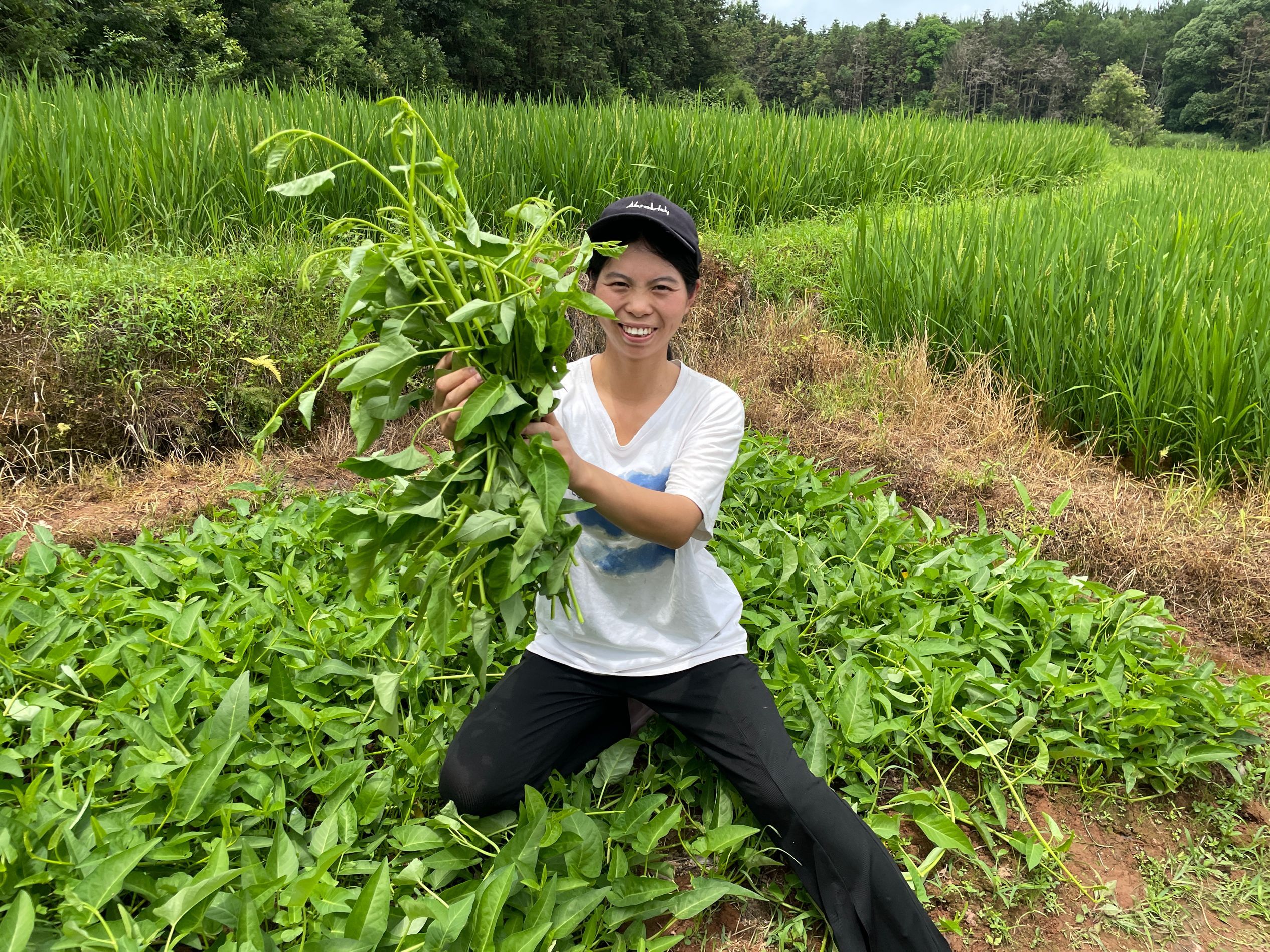 江西农村爬藤新鲜水空心菜藤藤菜通心菜 种的空心菜 - 图0