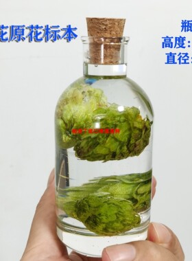 啤酒花展示酒花标本啤酒花装饰