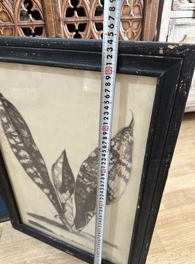 外贸样品美式复古虎皮兰植物装饰挂画版画法式乡村虎皮兰素描版画
