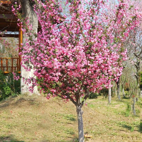 海棠树苗庭院地栽垂丝西府海棠花树苗南北方种植苗木盆栽四季花卉 - 图2