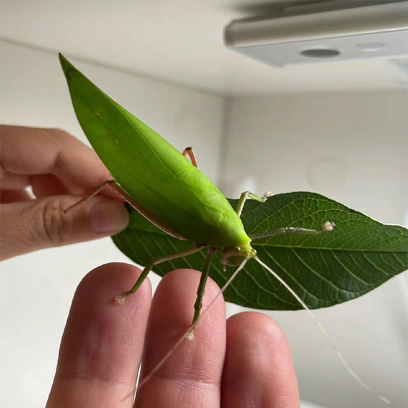 素背螽斯巨拟叶螽斯布鲁纳冠脉纺织娘指尖萌宠特色爬宠昆虫鸣虫,淘宝优惠券,粉丝福利购,淘宝优惠卷