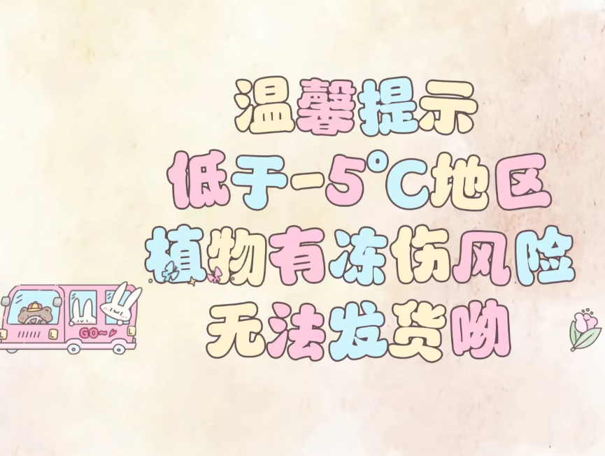 空气凤梨 超划算新手7件套室内绿植盆栽净化空气10-12 空凤来仪 - 图0