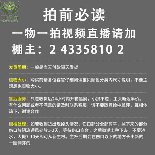 欧佳丽水墨画女巫多肉贵货新品种美杜莎美娅稀有造型阴阳法师老桩 - 图0