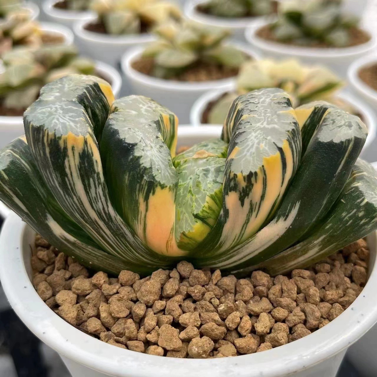 北斋碧峰玉扇锦瓦苇属百合科十二卷多肉植物一物一拍haworthia - 图2