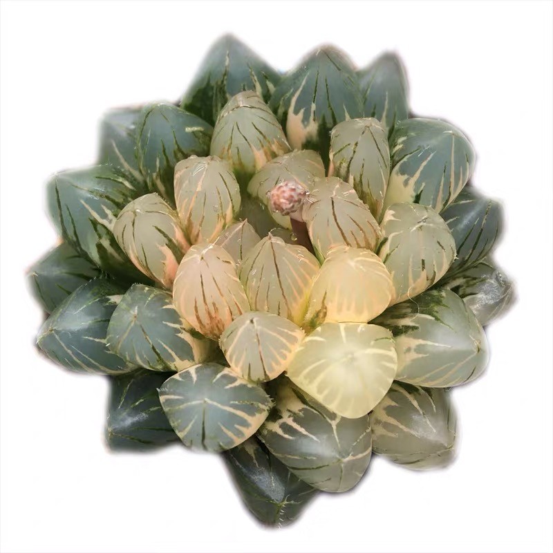 新品姬玉露锦瓦苇十二卷一物一拍多肉植物霓虹灯冰灯锦haworthia-图3