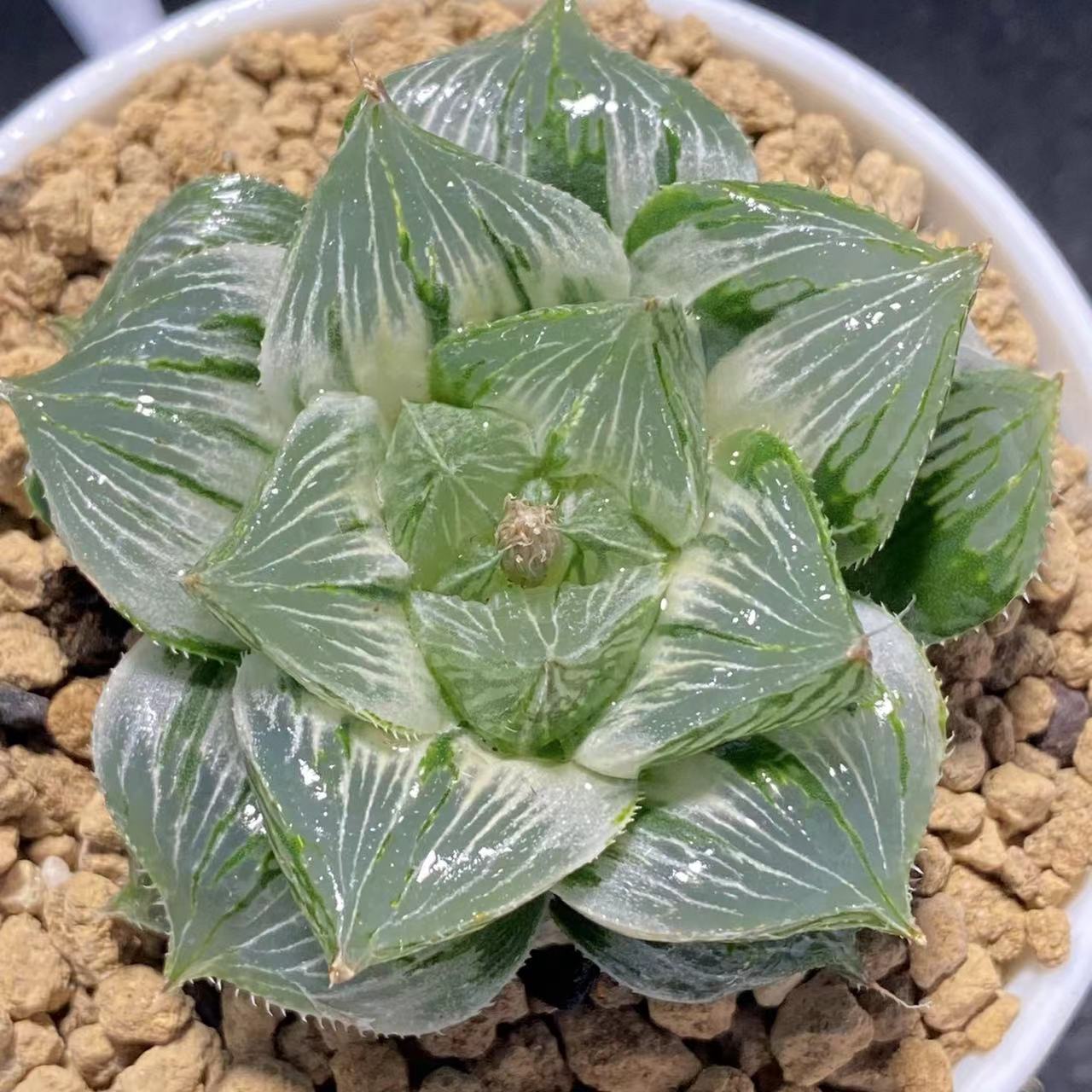 新品糊斑三仙寿锦红纹西瓜裹般若锦网纹电路板克丘比特Haworthia - 图2