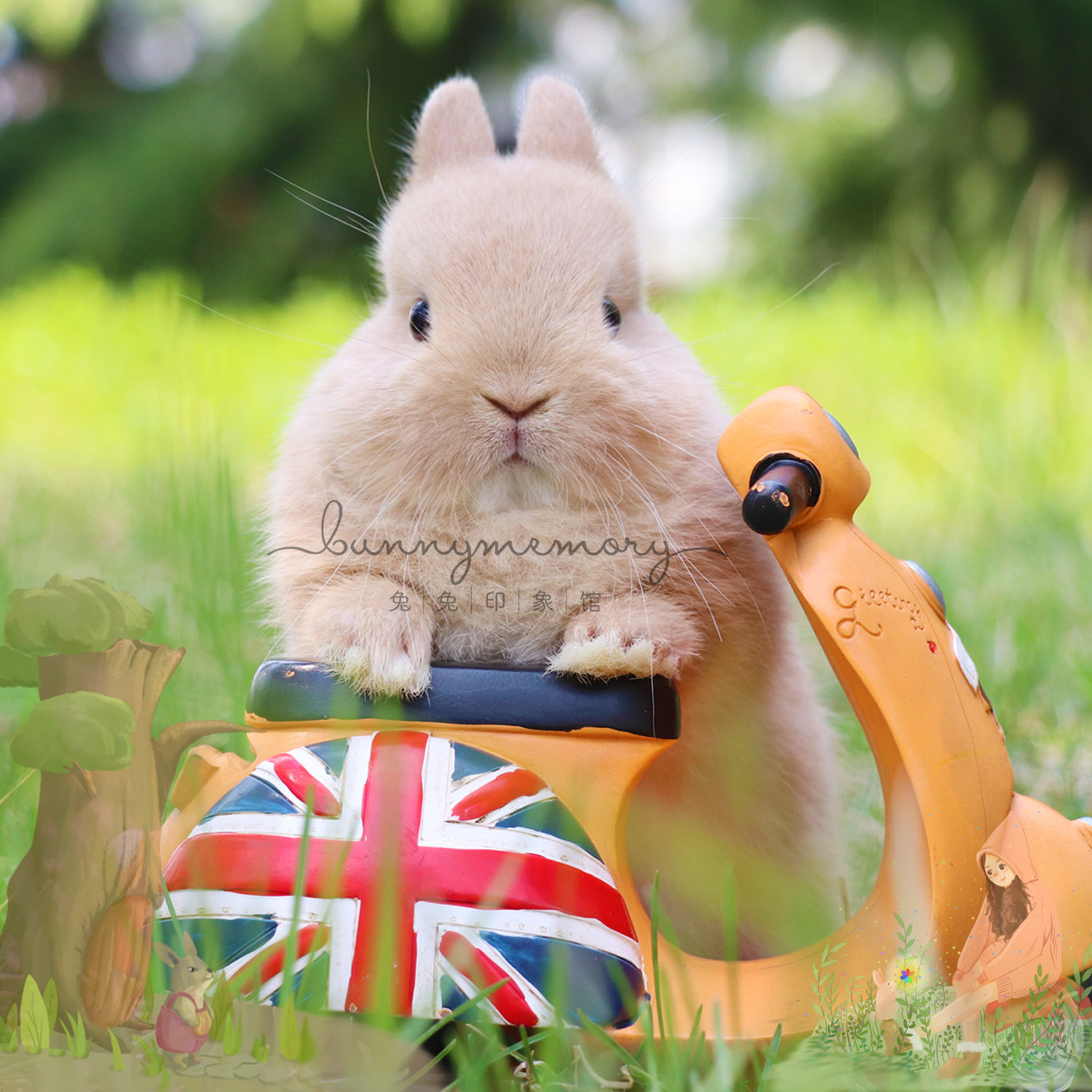 《全国可运》进口纯种二代双血荷兰侏儒兔垂耳兔小型宠物兔子活体,淘宝优惠券,粉丝福利购,淘宝优惠卷