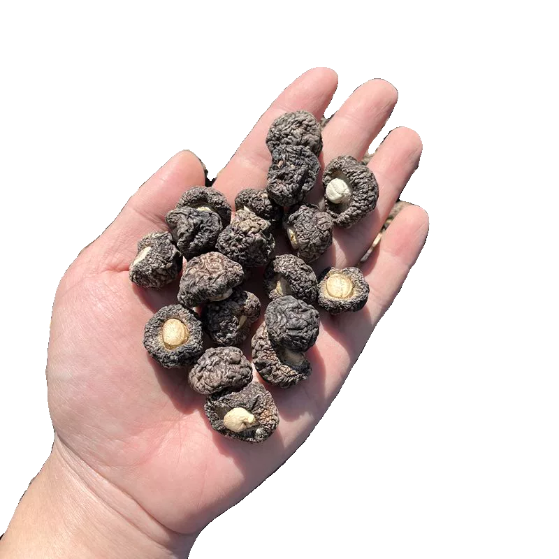 金钱菇干货 真正金钱菇肉厚口感嫩吃完嘴里回香香菇山珍美食半斤,淘宝优惠券,粉丝福利购,淘宝优惠卷