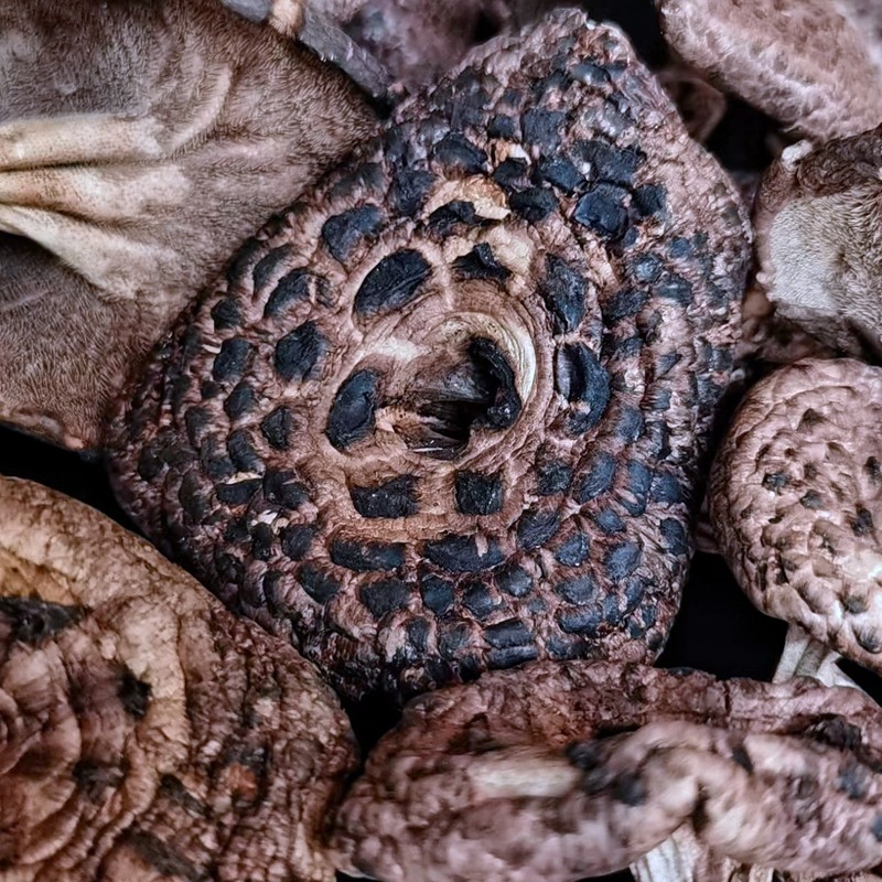 野生黑虎掌菌干货非新鲜山珍美食异香浓郁味道鲜美稀有云南菌子,淘宝优惠券,粉丝福利购,淘宝优惠卷