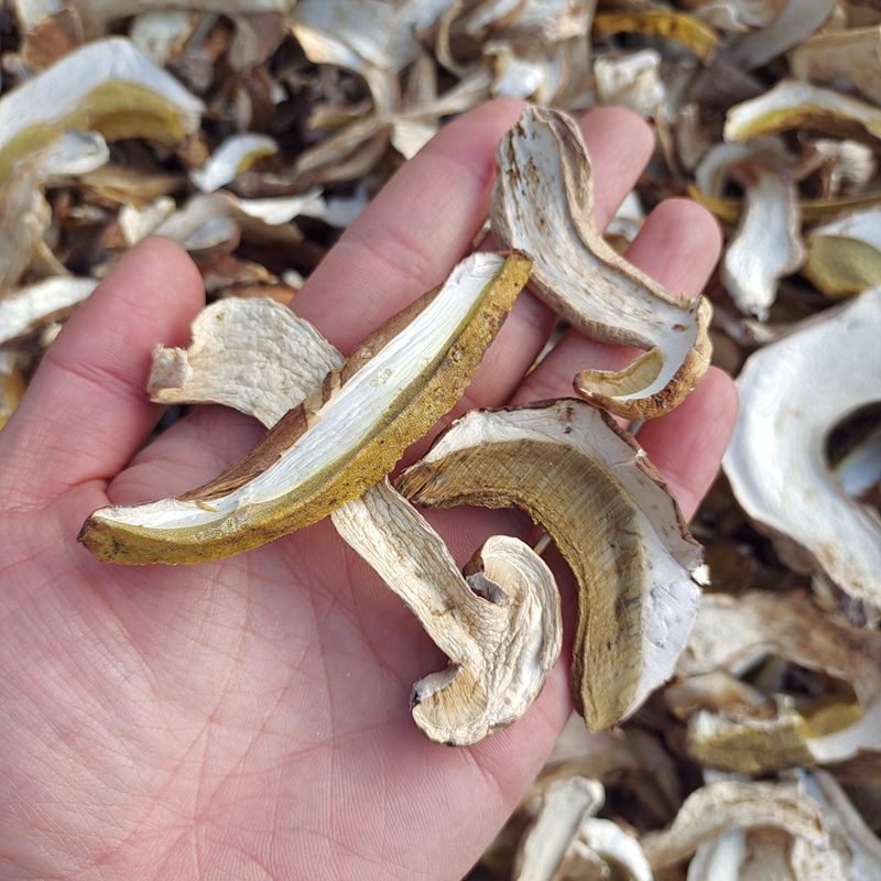 野生牛肝菌干货 云南特产野生菌美味白牛肝菌山珍食用农产品新鲜 - 图0