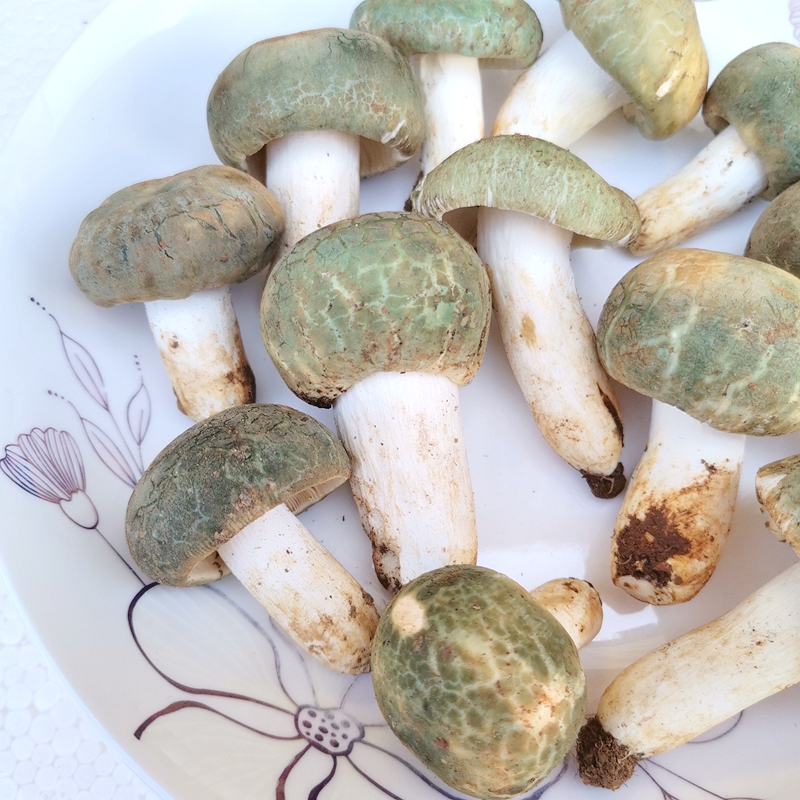 现货青头菌新鲜野生 云南山珍变绿红菇美食材农产品蘑菇绿头菌 - 图0
