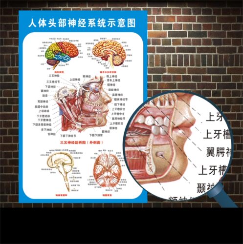 头部脑神经系统解剖示意图宣传画教学医院科室人体医学挂图墙贴 - 图0