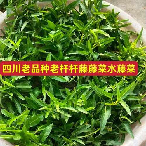 四川水藤藤菜爬藤牵藤大叶小叶尖叶柳叶新鲜空心菜老杆老品种老式 - 图2