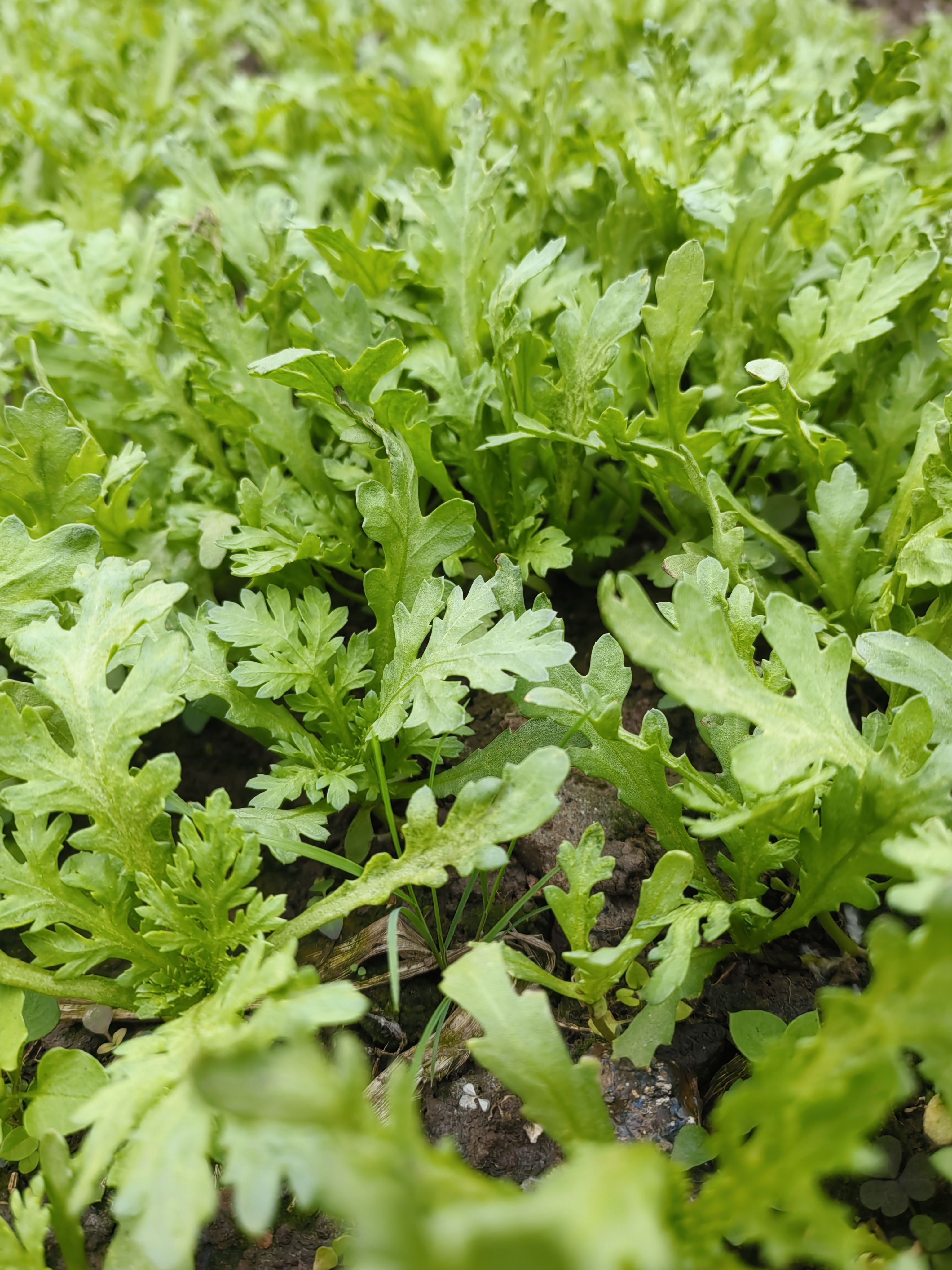 四川本地茼蒿苗带根带泥大棵大叶小叶皇帝菜秧苗新鲜蔬菜皇帝菜苗 - 图1