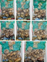 Taihua extra-large abalone meat no ice frozen heating ready-to-eat fresh frozen abalone meat Fujian prolific producers