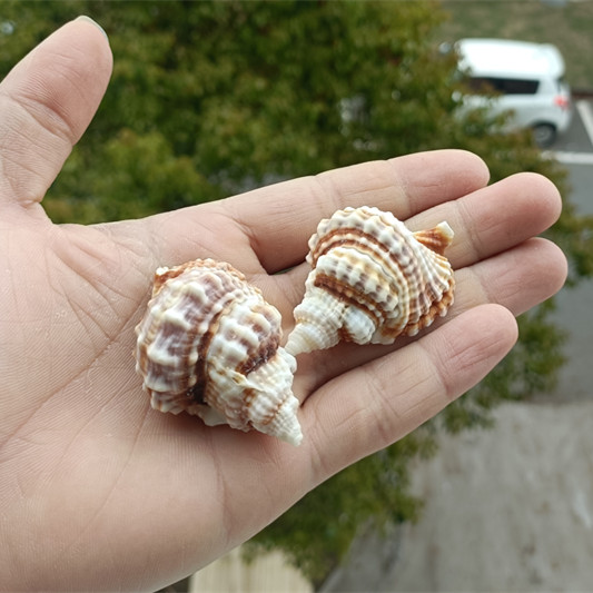 包邮天然海螺贝壳毛法螺毛扭法螺螺标本螺收藏水族鱼缸装饰珊瑚 - 图1