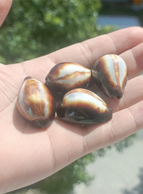 包邮海螺贝壳海螺贝壳天然