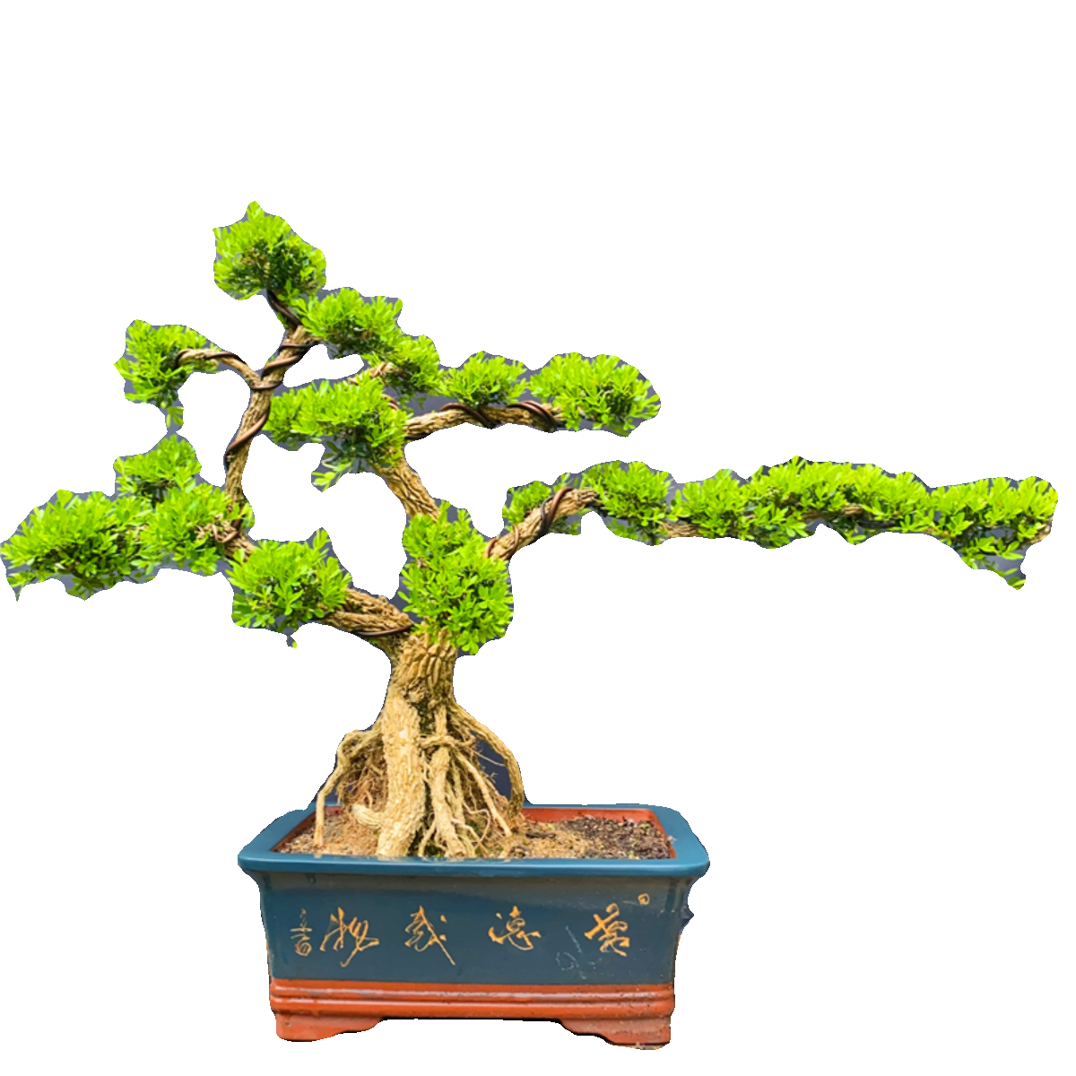 名贵黄杨造型盆景提根，悬崖款小叶雀舌黄杨绿植四季常青客厅庭院,淘宝优惠券,粉丝福利购,淘宝优惠卷