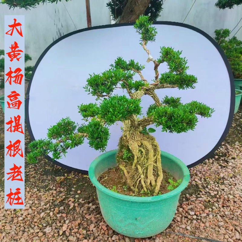 名贵小叶黄杨造型树老桩 四季常青皱皮黄杨木盆景矮桩高端摆件 - 图0