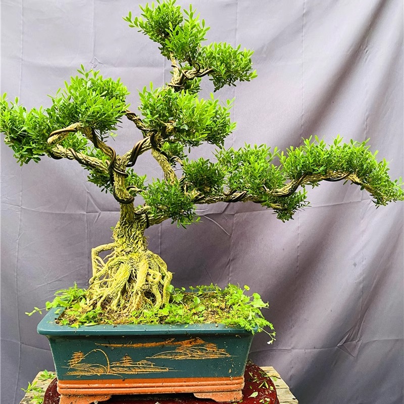 名贵小叶黄杨造型树老桩 四季常青皱皮黄杨木盆景矮桩高端摆件 - 图3