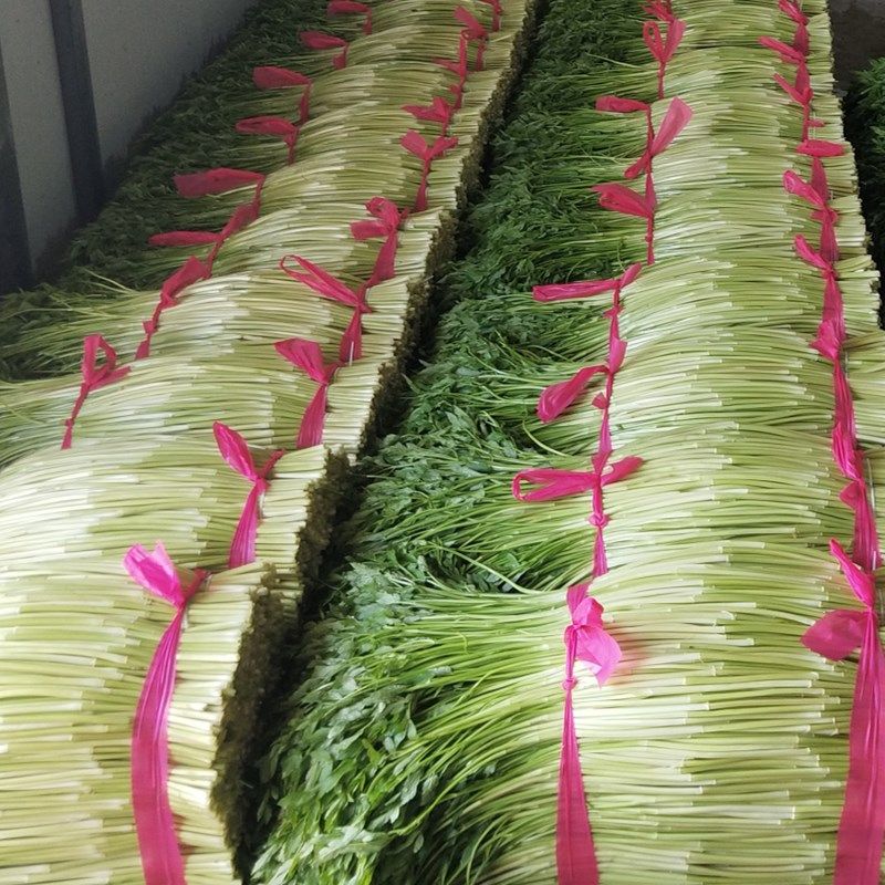 新鲜蔬菜原生态野水芹菜小叶水芹菜无节水芹农家自种2斤装包邮
