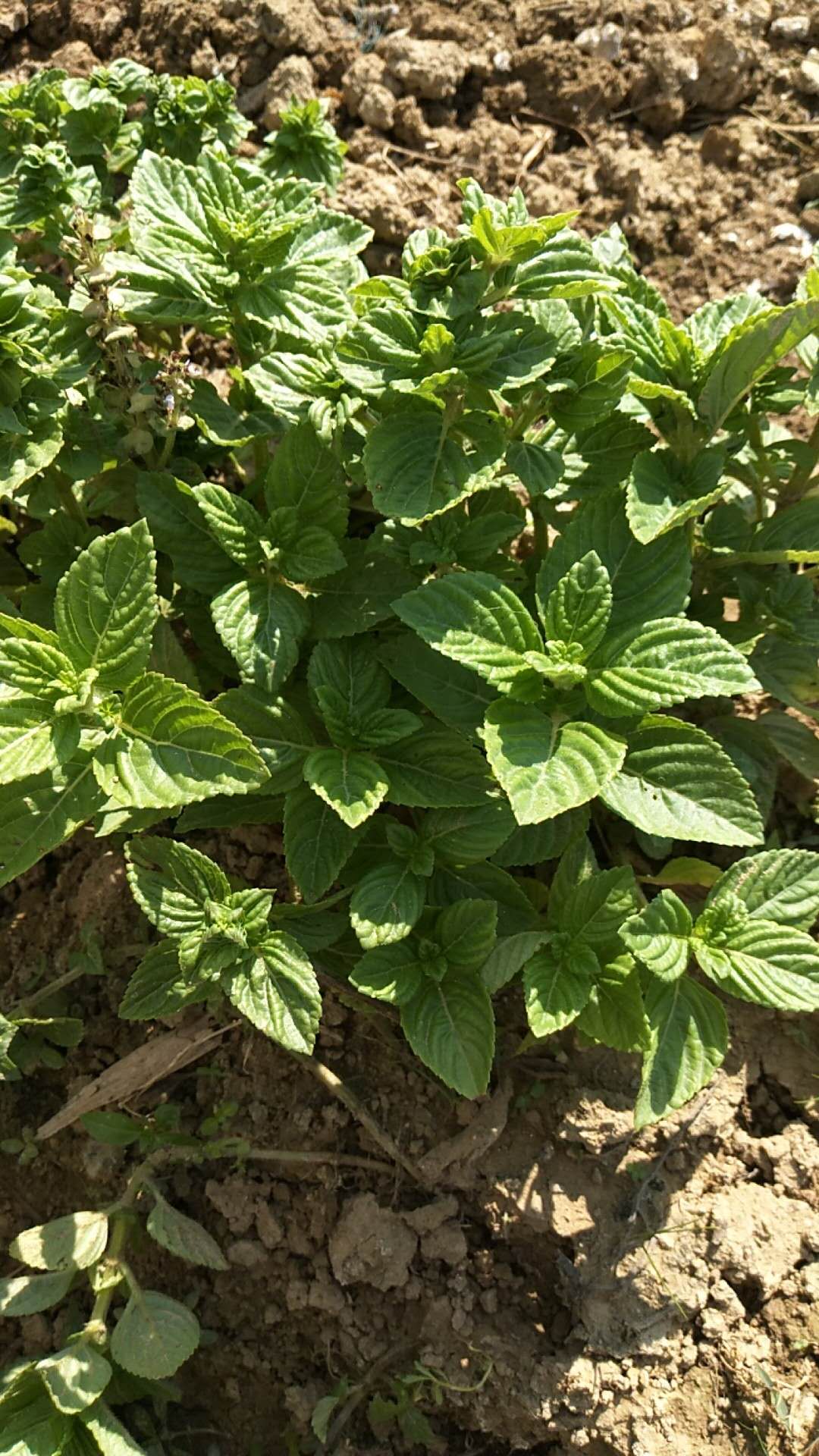 广东传统自制甜品小吃新鲜绿凉粉草 神仙人草 烧仙草原料现摘发货