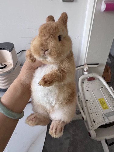 迷你兔子纯种荷兰垂耳兔活体侏儒兔小体型茶杯兔活兔宠物兔子活物 - 图2