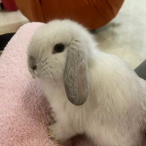 迷你兔子纯种荷兰垂耳兔活体侏儒兔小体型茶杯兔活兔宠物兔子活物 - 图0