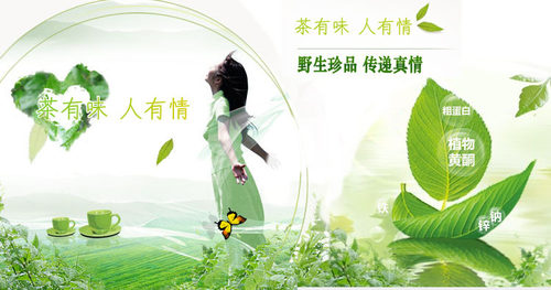 土茶苗 盆栽植物 藤茶苗 莓茶 龙须茶 显齿蛇葡萄 福建客家三明 - 图2