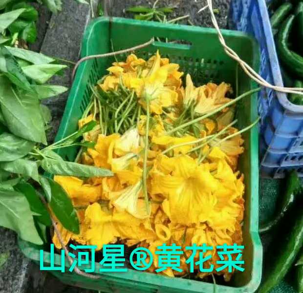 山河星 野生野菜野花晒干货黄花菜 忘忧草 金针菜柠檬萱草 闽250g