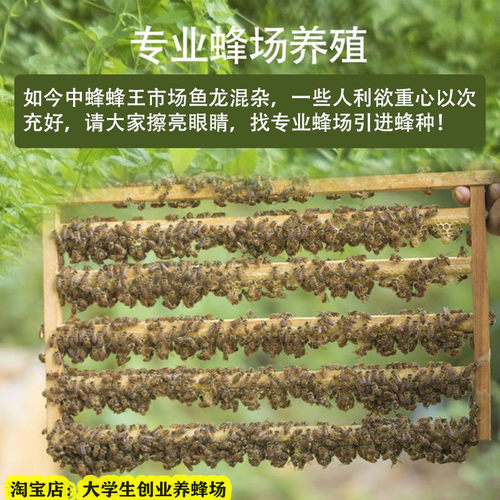 中蜂笼蜂中蜂蜂群带王优质蜜蜂活体蜜蜂蜂群工蜂群带子脾顺丰包邮 - 图0