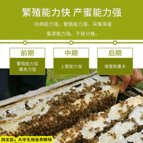 中蜂笼蜂中蜂蜂群带王优质蜜蜂活体蜜蜂蜂群工蜂群带子脾顺丰包邮 - 图1