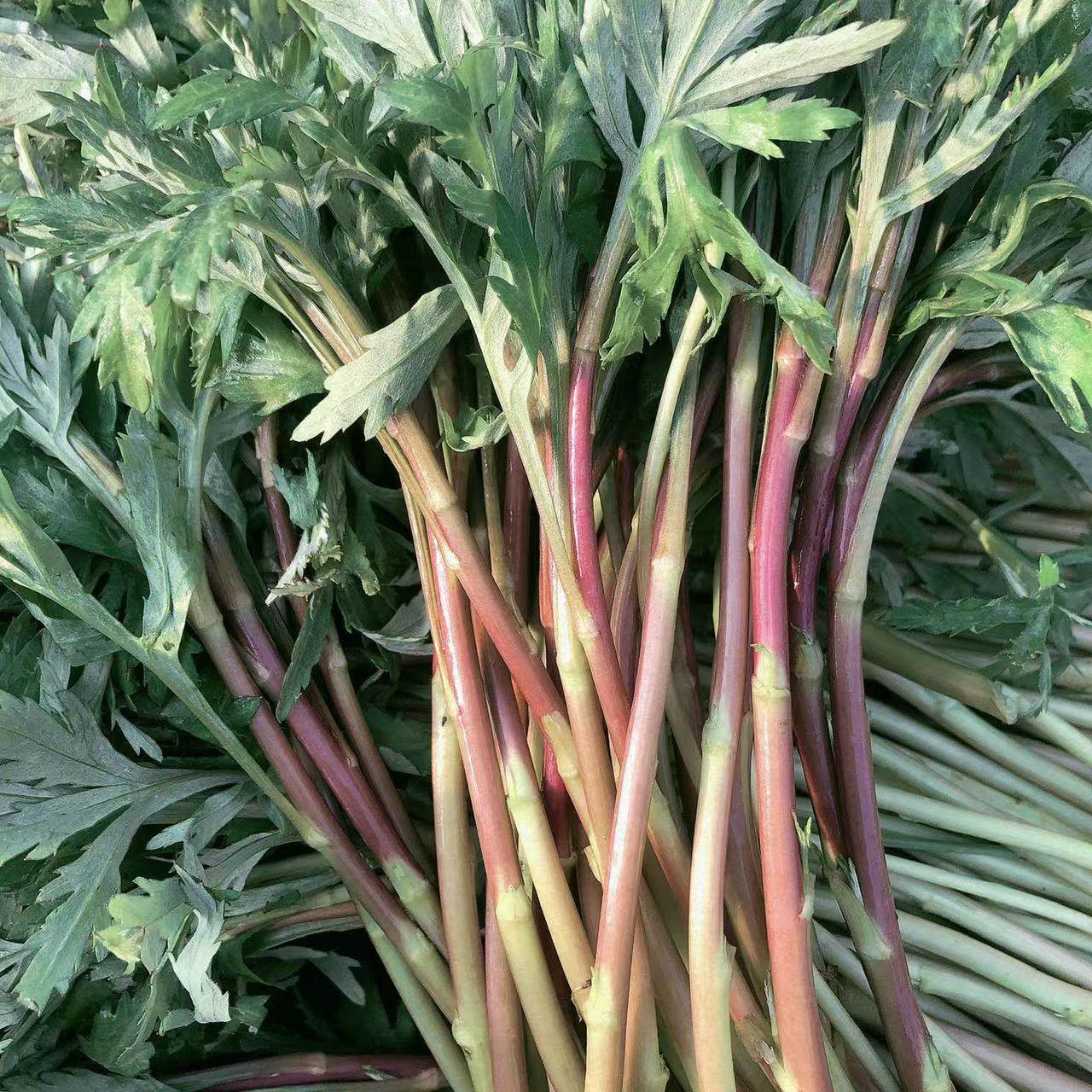 新鲜纯野生芦蒿红蒿红茎黎蒿嫩蒿子泥蒿藜蒿带叶露天南京野菜蔬菜,淘宝优惠券,粉丝福利购,淘宝优惠卷