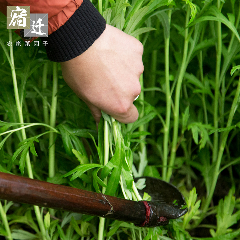 篱蒿3斤去叶当季芦蒿新鲜黎蒿野生蔬菜野菜藜蒿鲜嫩泥蒿蓠蒿蔬菜 - 图0