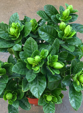 浓香型栀子花耐寒长青绿植盆栽