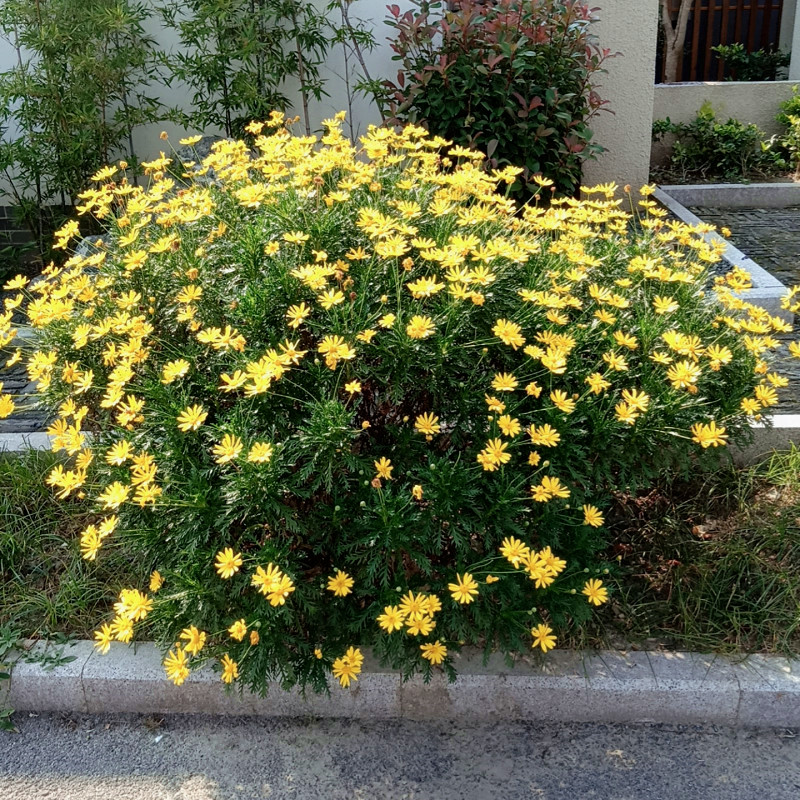 黄金菊盆栽罗马春黄菊阳台庭院耐热耐寒多年生木本植物菊花包邮-图0