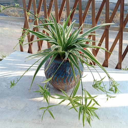 金边吊兰金心吊兰盆栽室内垂吊植物阳台庭院多年生绿植花卉包邮 - 图0