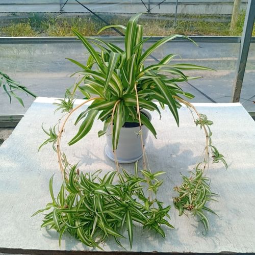 金边吊兰金心吊兰盆栽室内垂吊植物阳台庭院多年生绿植花卉包邮 - 图1