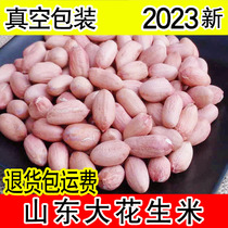 2023 New peanut rice fresh and dried Shandong raw flowers raw rice large grain 3 new stock peanut kernel 5 catty farmhouse