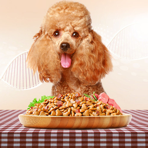 皮纳特泰迪成犬专用狗粮小型犬2.5kg通用贵宾天然粮 - 图0